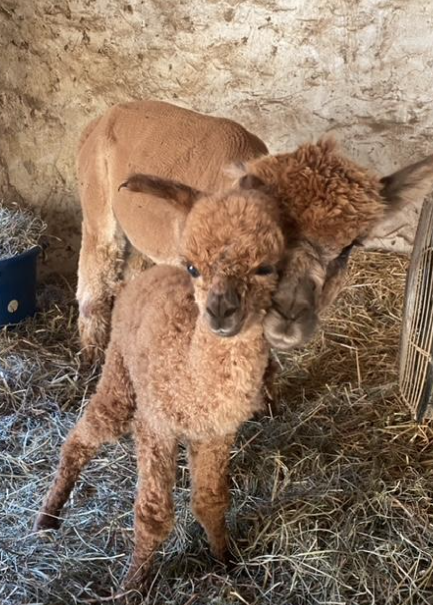 Trotter Hill Alpaca